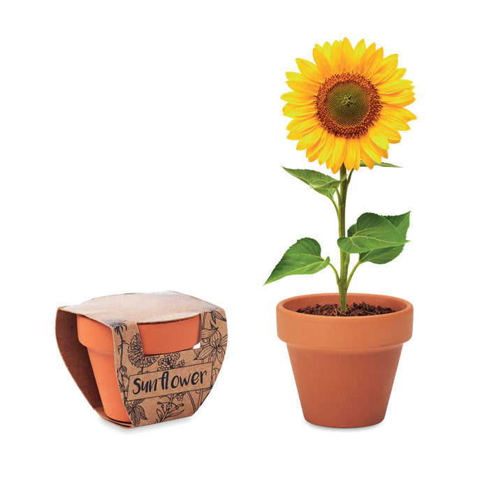 Terracotta kweekpotje met zonnebloemzaadjes, hout