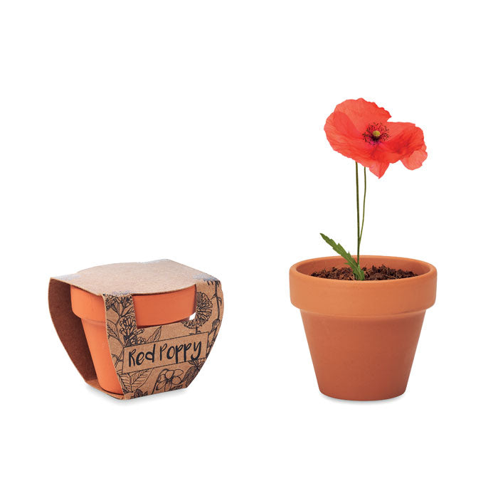 Terracotta kweekpotje met klaprooszaadjes, hout