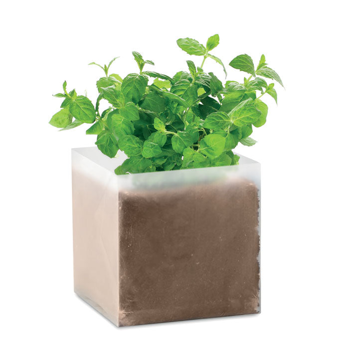 Kweekzakje met muntzaadjes, beige