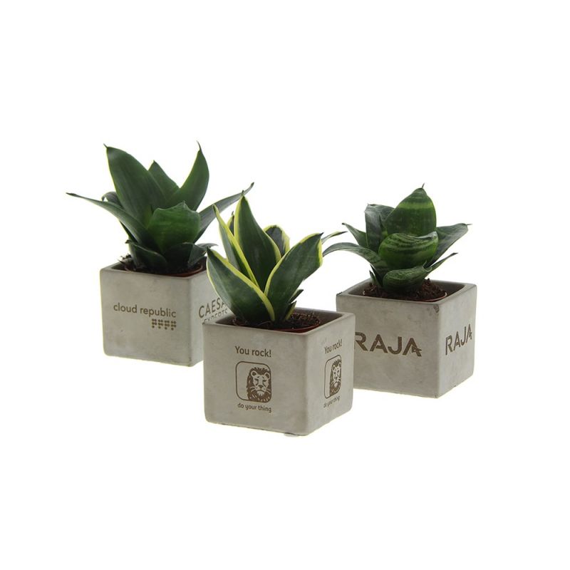 Plantje in betonnen pot