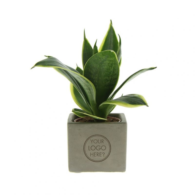 Plantje in betonnen pot